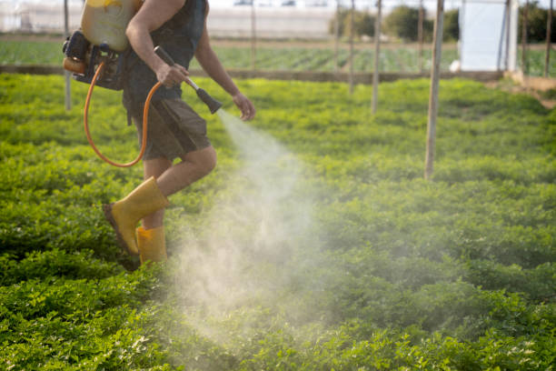 Best Wasp Removal Services  in Walton Hills, OH